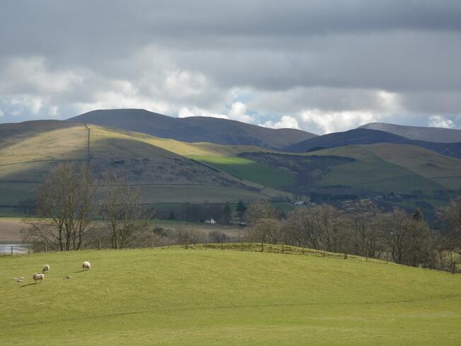 Picture of hills in Scotland with some trees and sheep